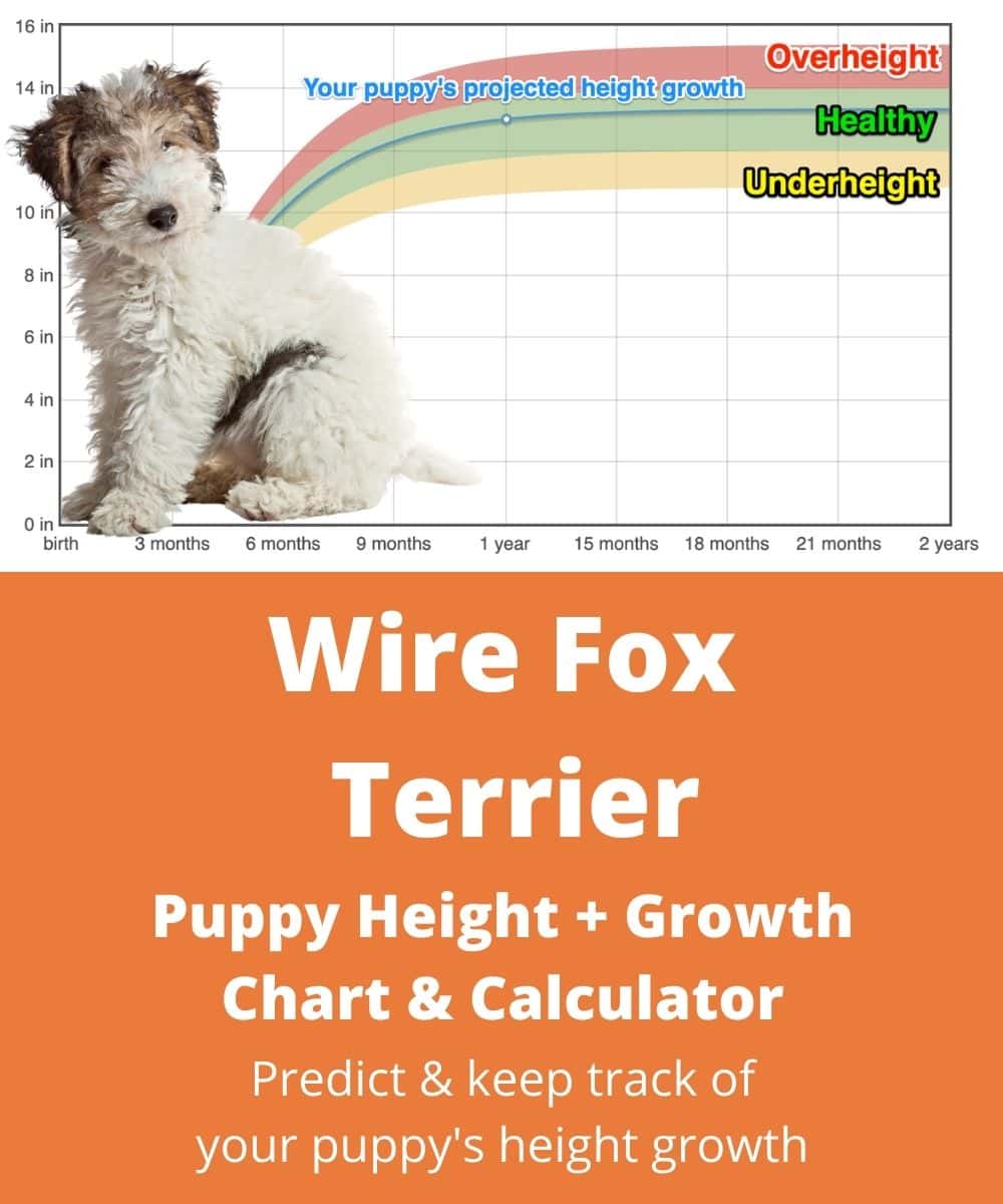 wire-fox-terrier Puppy height Growth Chart wire-fox-terrier Puppy height Growth Chart